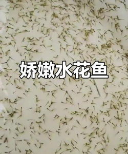 绿化景观设计，提升环境品质，创造宜人空间