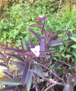 竹节梅是什么科