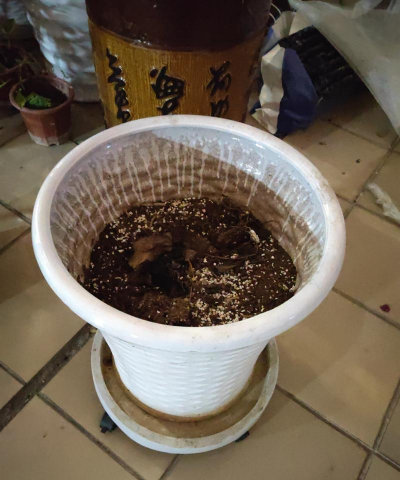 家庭养花用生根粉