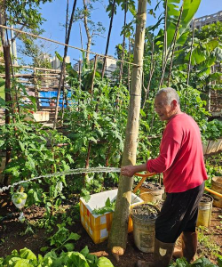 家庭养花用生根粉
