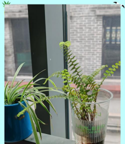 透明杯塑料养花好吗