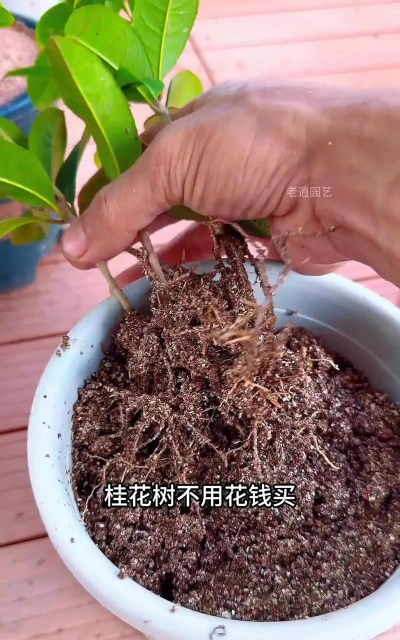 家庭养花用生根粉