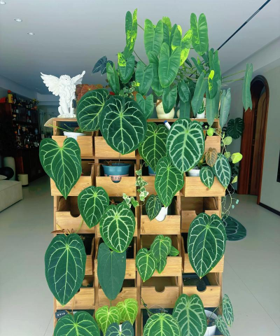 家庭养花用生根粉