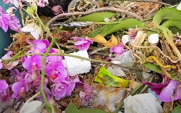 家庭养花用生根粉