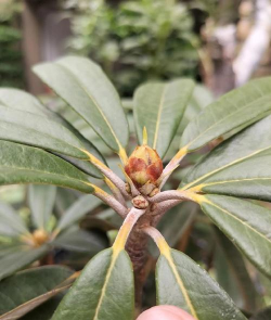 高山杜鹃如何养花苞