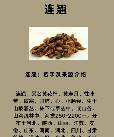 连翘是什么