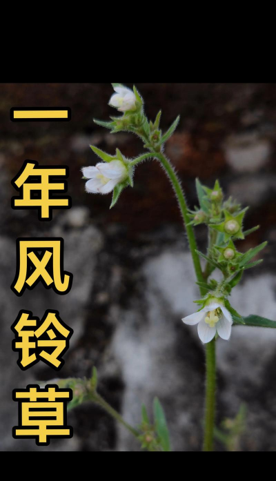 风铃草属于什么植物