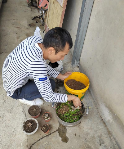 家庭养花用生根粉