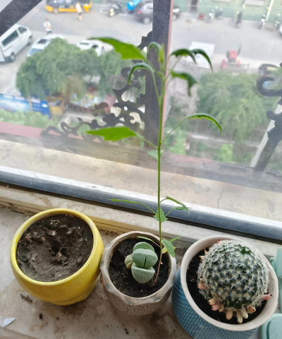 家庭养花用生根粉