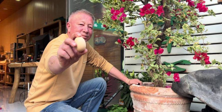 家庭养花用生根粉