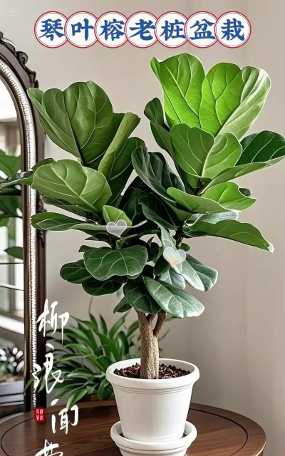 如何区分大小琴叶榕