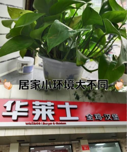 玫瑰花怎么养才不会枯萎，掌握浇水施肥技巧，轻松延长花期
