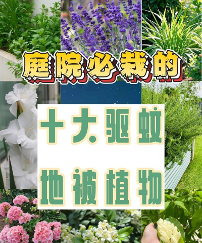 玫瑰花怎么养才不会枯萎，掌握浇水施肥技巧，轻松延长花期