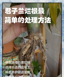 玫瑰花怎么养才不会枯萎，掌握浇水施肥技巧，轻松延长花期