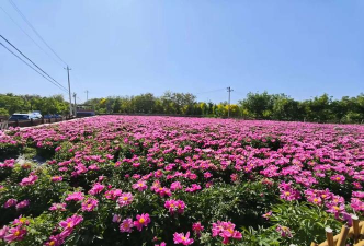 平谷有养花的吗