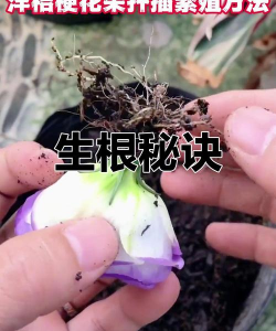 家庭养花用生根粉