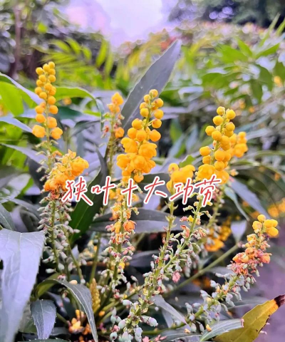 狭叶十大功劳的繁殖