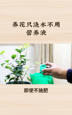 家庭养花用生根粉