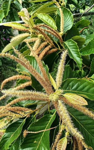 板栗树皮能养花吗