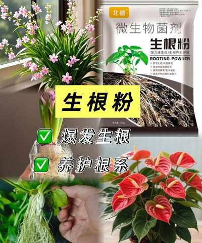 家庭养花用生根粉