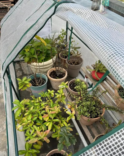 家庭养花用生根粉