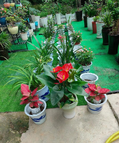 家庭养花用生根粉