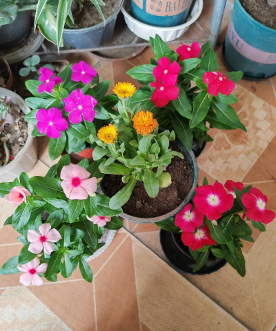 家庭养花用生根粉