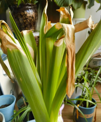 养花失败改种葱了