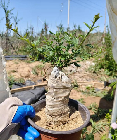 家庭养花用生根粉