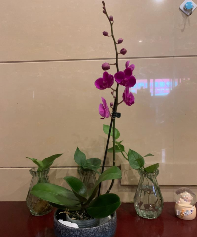 家庭养花用生根粉