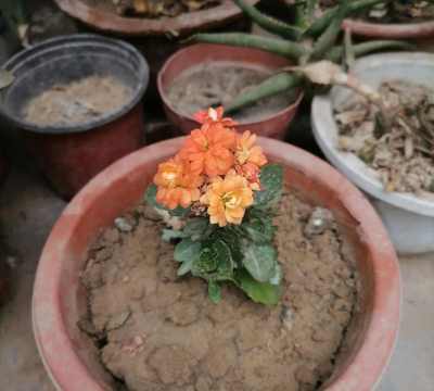 家庭养花用生根粉