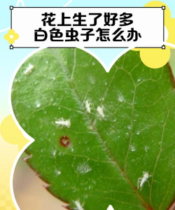 养花白皮色飞虫