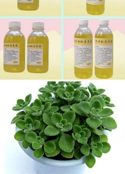 家庭养花用生根粉