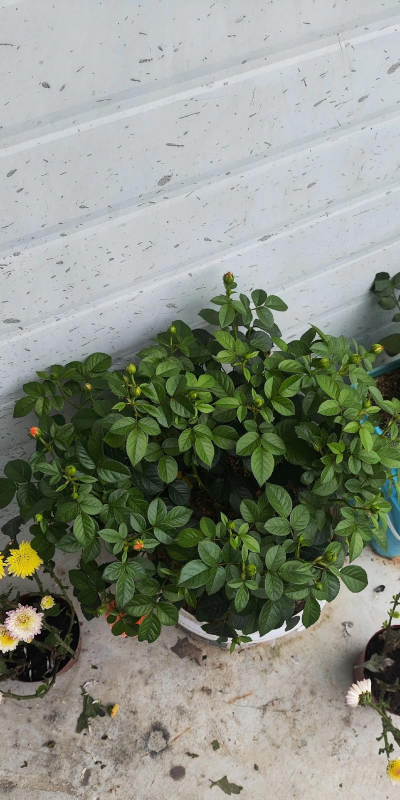 家庭养花用生根粉