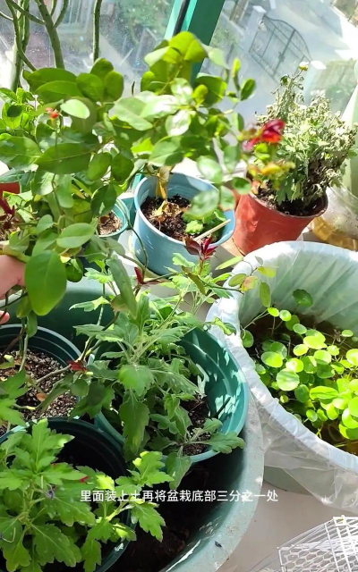 家庭养花用生根粉