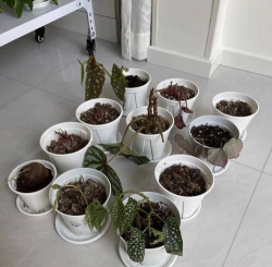 家庭养花用生根粉