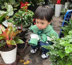 家庭养花用生根粉