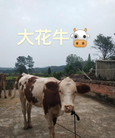 耕牛可以养花牛吗