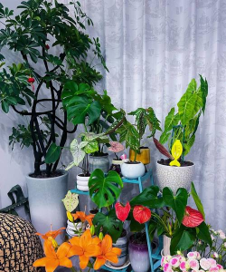 家庭养花用生根粉