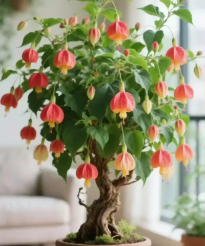 室内阳台养花灯笼