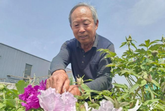 家庭养花用生根粉