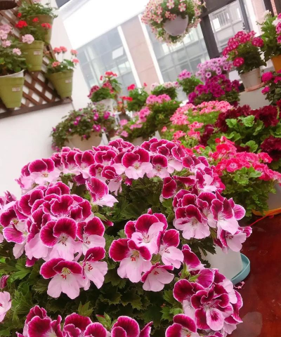 家庭养花用生根粉