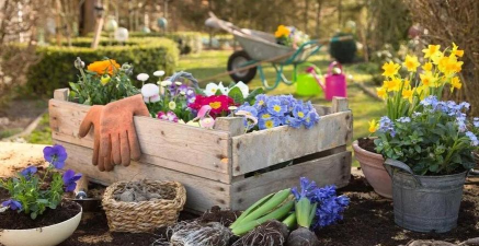 家庭养花用生根粉