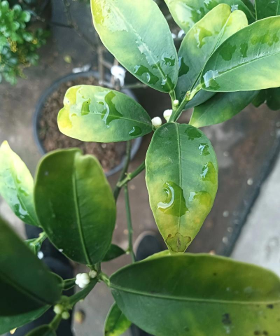 家庭养花用生根粉