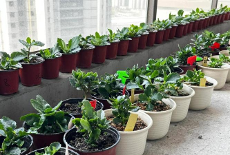 家庭养花用生根粉