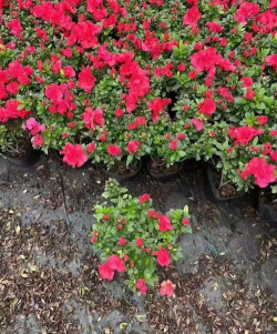 锦绣杜鹃属于什么种