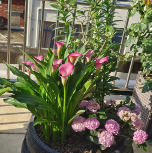 家庭养花用生根粉