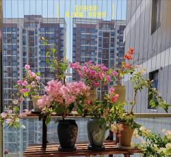 家庭养花用生根粉