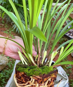 家里没有养花有香味