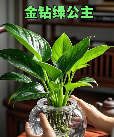 家庭养花用生根粉